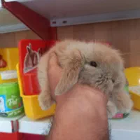 شهر حیوانات خانگی ارزان