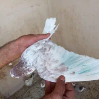 کفتر . نر گرگی|پرنده|اصفهان, ولدان|دیوار