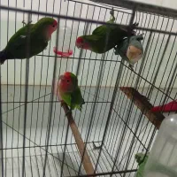 طوطی برزیلی