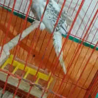 فروش عروس هلندی سفید