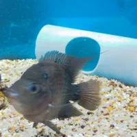 ماهی|ماهی|رزن, |دیوار