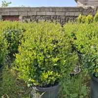 فروش گل وگیاه محمد