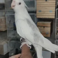 عروس هلندی نر دوکت آلبینو دستی و نر لوتینو ۱ ساله|پرنده|لار, |دیوار