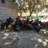 تخم مرغ نطفه دار گلپایگان و مرندی