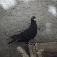 کبوترزاغ فروشی