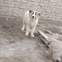 سگ نژاد دار|سگ|نیمروز, |دیوار