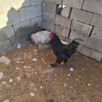 فروش یک خروس و دوتا مرغ برهما