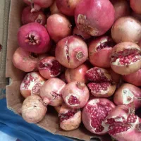 انار تازه ،ناردونه ،رب انار|خوردنی و آشامیدنی|شیراز, گلشن|دیوار