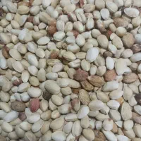 پسته‌پوک|خوردنی و آشامیدنی|شاهین‌شهر, عطار|دیوار