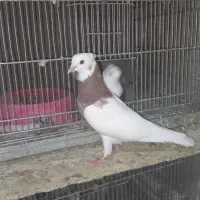 کبوتر طوقی|پرنده|دلبران, |دیوار