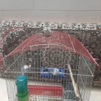 یک جفت مرغ عشق مولد ب همراه جوجشون|پرنده|پاکدشت, حصار امیر|دیوار