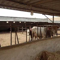 نیاز به کارگر جهت کار در گاوداری گوشتی