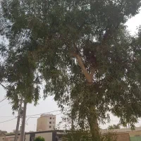 بریدن انواع درخت رایگان ونخل هم میبرم