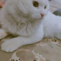 گربه پرشین بسیار زیبا