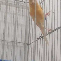 جفت قناری|پرنده|سیرجان, |دیوار