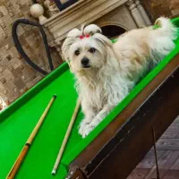 شیتزو ترییر