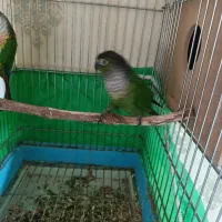 یک جفت گرینچیک|پرنده|چالدران, |دیوار