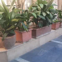 گلدان برگ عبایی