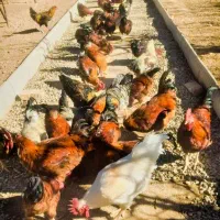 مرغ وخروس محلی|حیوانات مزرعه|دماوند, دماوند|دیوار