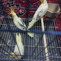 سه تا جوجه عروس هلندی از نسل البینو لوتینو