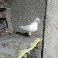 کبوتر|پرنده|آق قلا, |دیوار