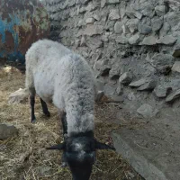 تعدادی گوسفند رومانف به فروش میرسد|حیوانات مزرعه|کلیبر, |دیوار