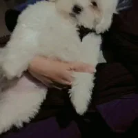 سگ آپارتمانی با ادب حرف گوش کن|سگ|سبزوار, توحیدشهر|دیوار