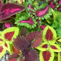 گلخانه اکسیژن|گل و گیاه طبیعی|مشهد, تلگرد|دیوار