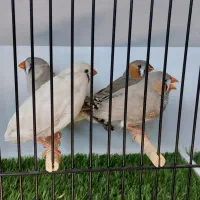 فروش حدودشش جفت فنچ زبرا انگلیسی