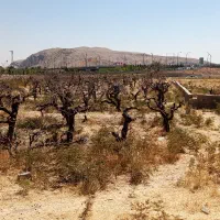 فردش باغ انگور|فروش زمین و ملک کلنگی|شیراز, دکتر حسابی|دیوار