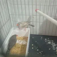 فنچ|پرنده|ایذه, |دیوار