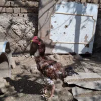 خروس لاری تاج مهر اصیل