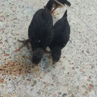 جوجه|حیوانات مزرعه|شیراز, بهارستان|دیوار