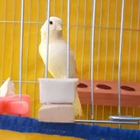 قناری ۶ ماهه دو عدد