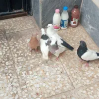 باعرض سلام دوستان عزیز