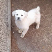 واگذاری چهارعدد توله سگ ماده|سگ|عجب شیر, |دیوار