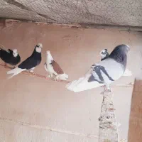 کبوتر ابلق و سرور نرو ماده و جوجه