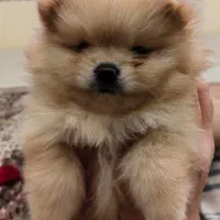 پامر خرسی اصیل