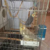 یک جفت عروس هلندی