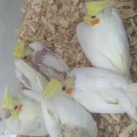 عروس هلندی نژاد لوتینو