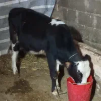 گوساله نر خوش خوراک،