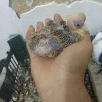 تعدادی لوازم خانه وکربلایی|سایر لوازم برقی|قوچان, |دیوار