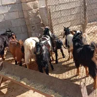 کهره گوشتی سرحد چاق چاق|حیوانات مزرعه|بهبهان, |دیوار