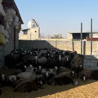 ۱۰۰ راس میش ابستن