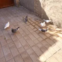 ۹ عدد کبوتر دونه ای ۱۵۰