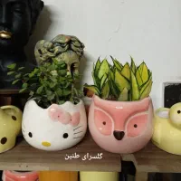 گل دیفن باخیا بهترین هدیه روز مادر|گل و گیاه طبیعی|مشهد, تلگرد|دیوار