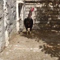مرغ و خروس لاری|حیوانات مزرعه|افشار, |دیوار
