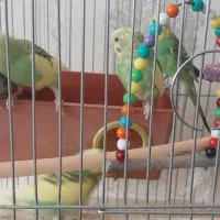 مرغ عشق|پرنده|میانه, |دیوار