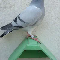 جوجه پلاکی موریس دلبر