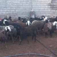 بره ماده|حیوانات مزرعه|سارال, |دیوار